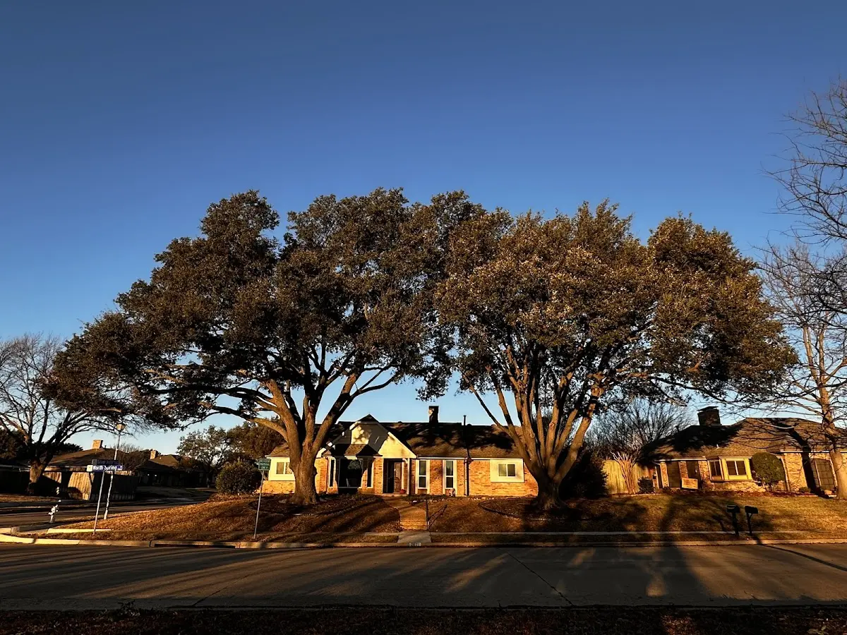 Established residential canopy tree shading a home in Lakeland