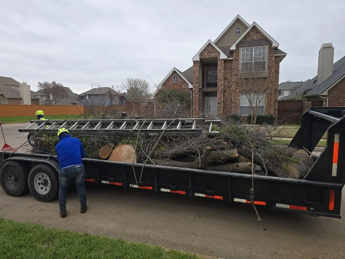 Expert Tree Removal with proper safety equipment in Lakeland